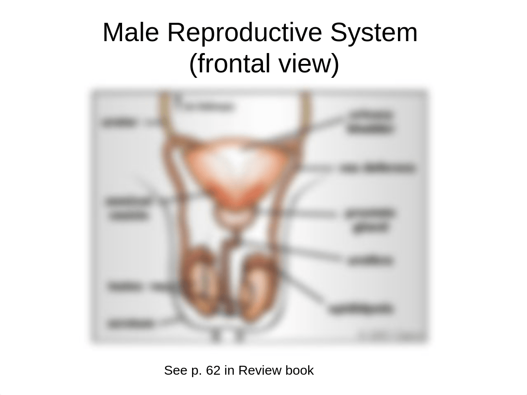 Human Reproductive System_de05m4bdnsd_page3