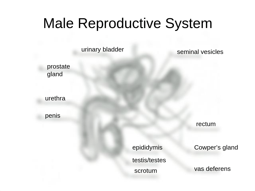 Human Reproductive System_de05m4bdnsd_page2