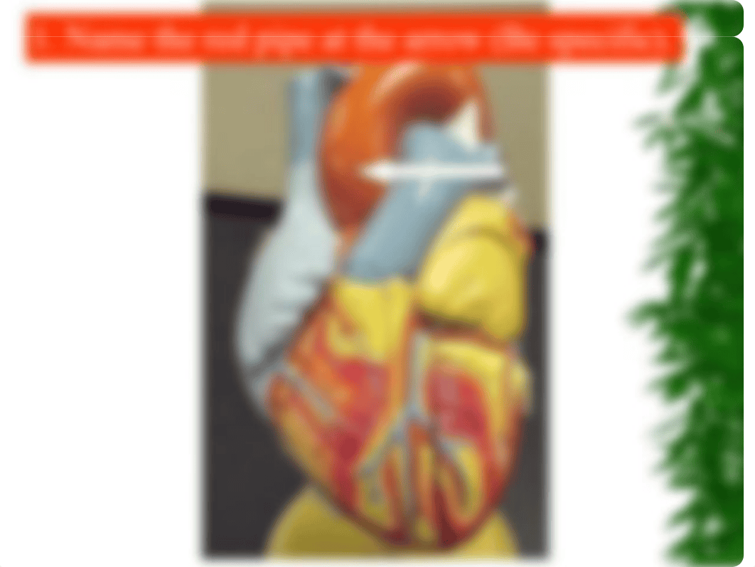 BIOL 1131 Quiz 2 - Heart Only_de0aro32ge2_page2