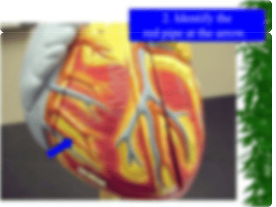 BIOL 1131 Quiz 2 - Heart Only_de0aro32ge2_page3