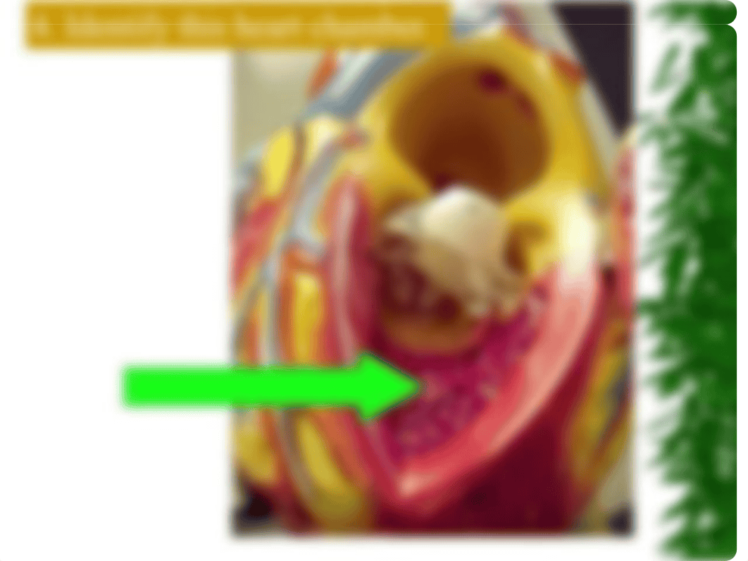 BIOL 1131 Quiz 2 - Heart Only_de0aro32ge2_page5