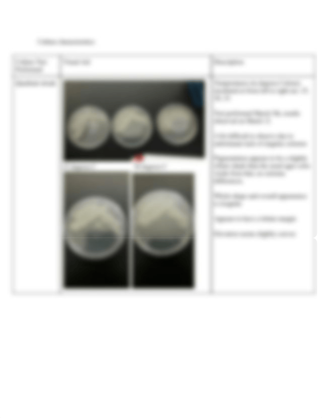 unknown morphology report.pdf_de0qqhs9je0_page4