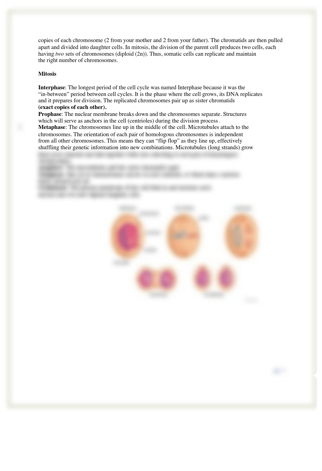 Lab Mitosis and Meiosis 2.pdf_de1ezygr73j_page3