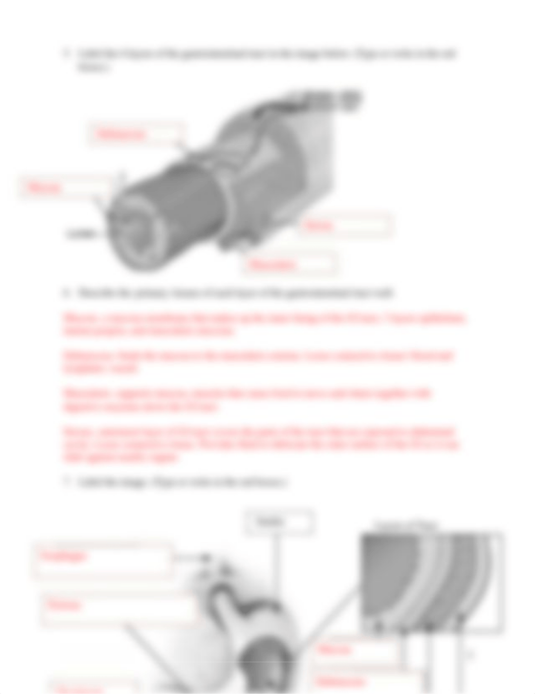 Digestive System Concept Check.docx_de1v07l0yl6_page2