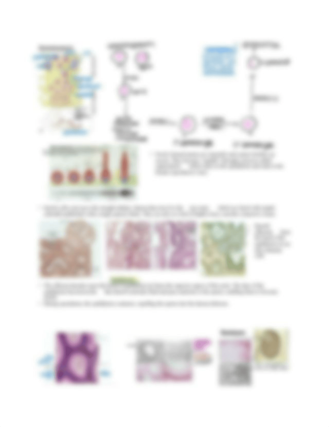 Histology of the Male Reproductive System .pdf_de25j5sni8o_page2