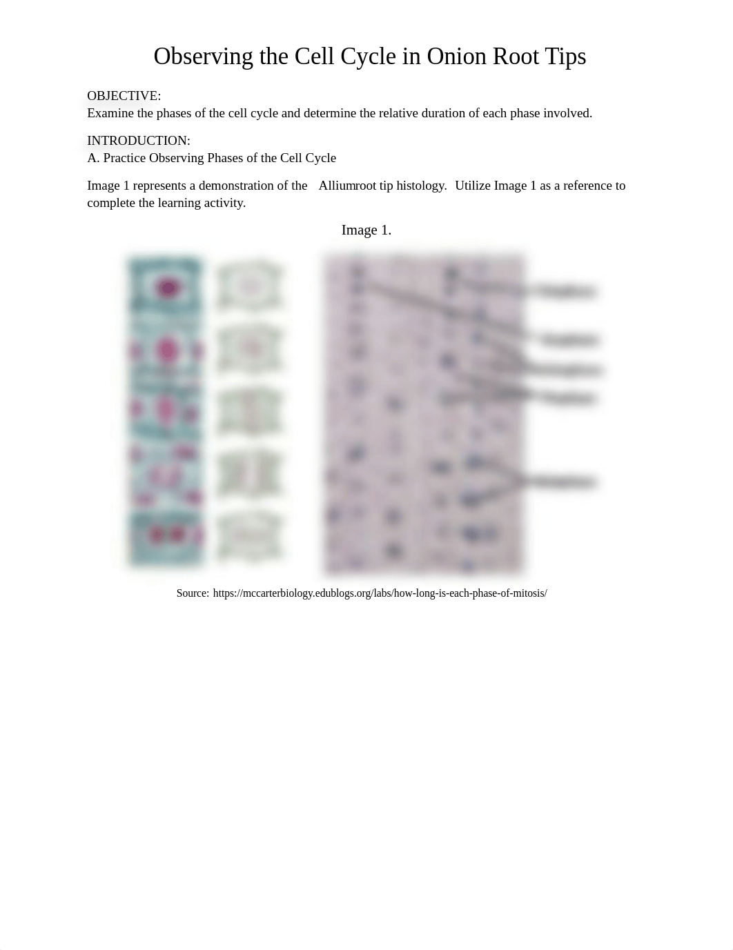 UTF-8''Allium%20Cell%20Cycle%20Worksheet.docx_de2vlw1f118_page1