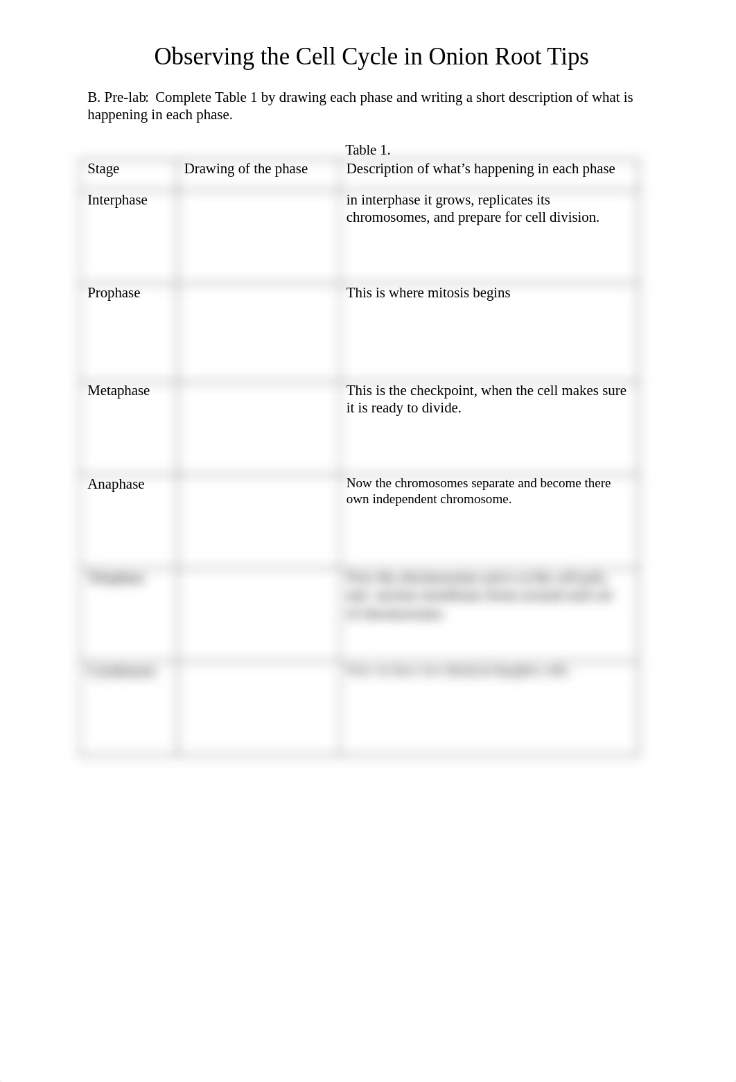 UTF-8''Allium%20Cell%20Cycle%20Worksheet.docx_de2vlw1f118_page2