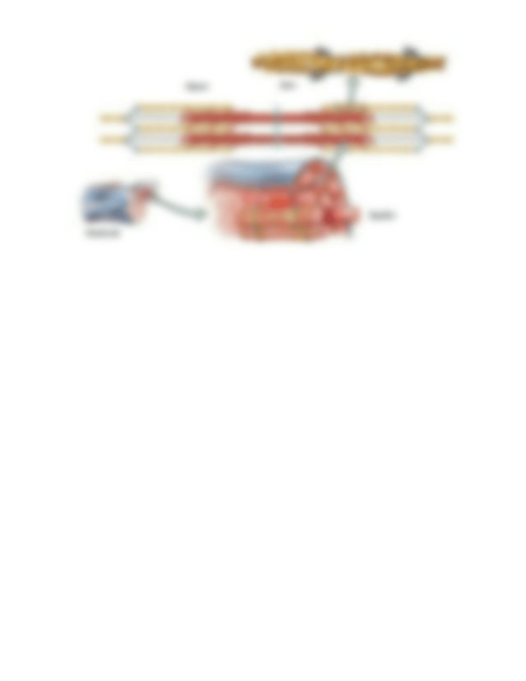 biomolecule 2 - Copy.doc_de3pkoqhe1p_page2