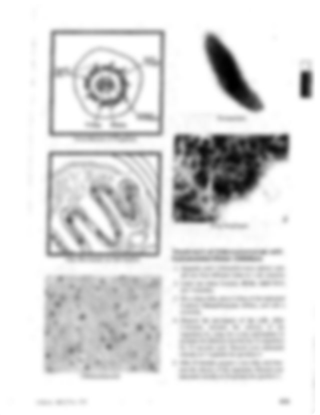 Cell Motility Lab Exercise (1).pdf_de3ykvtxazs_page5