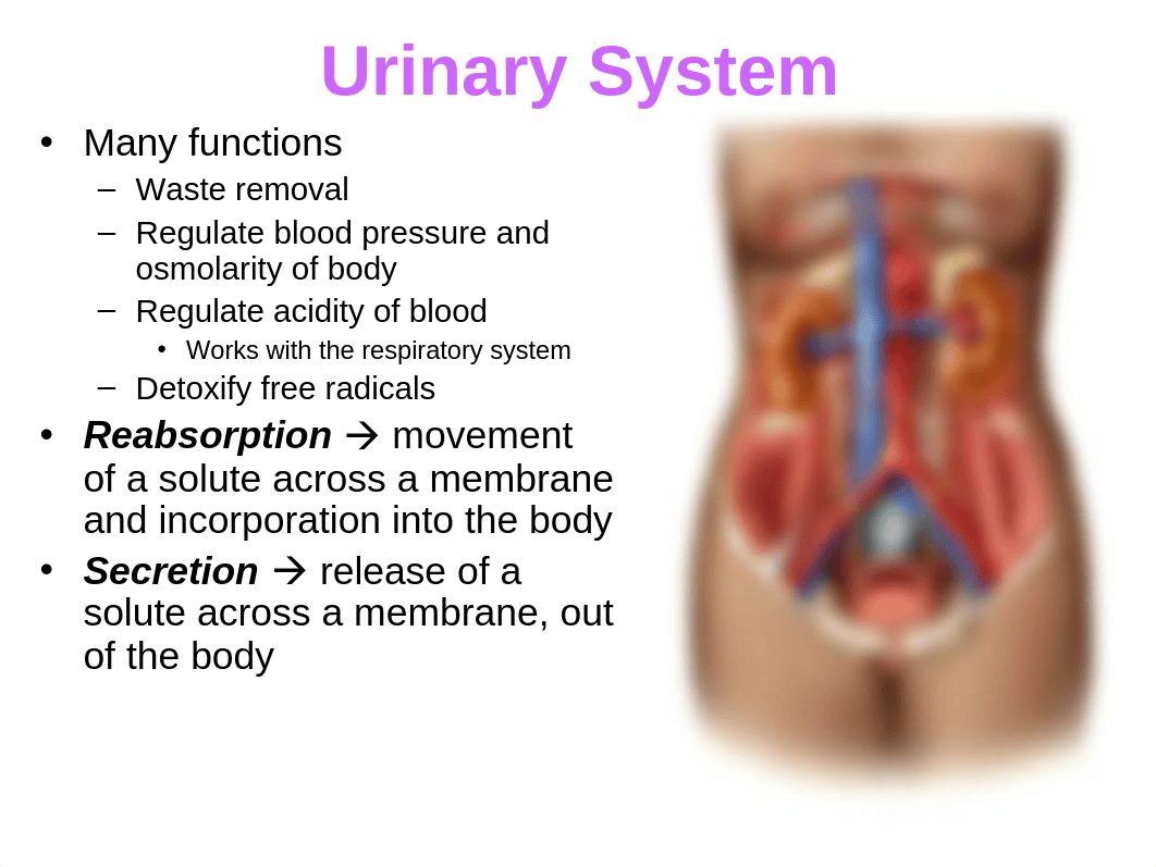 Lecture_15_-_Urinary.ppt_de44dtcw1ud_page3