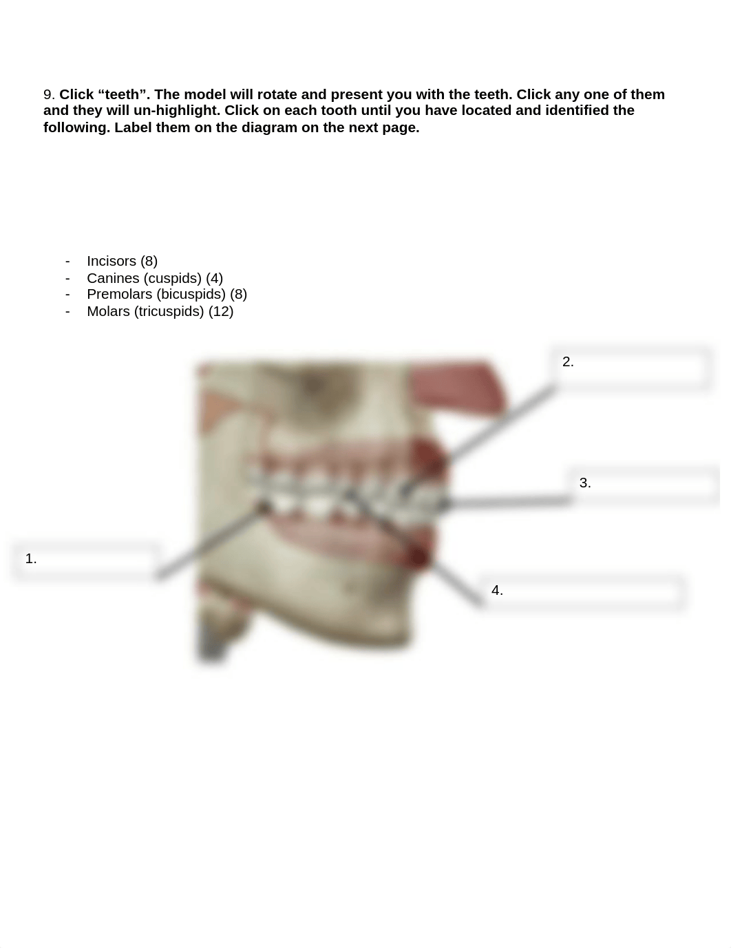 BIO 211 Lab 7 Digestive Anatomy SU2021.docx_de4c5tdbxy2_page3