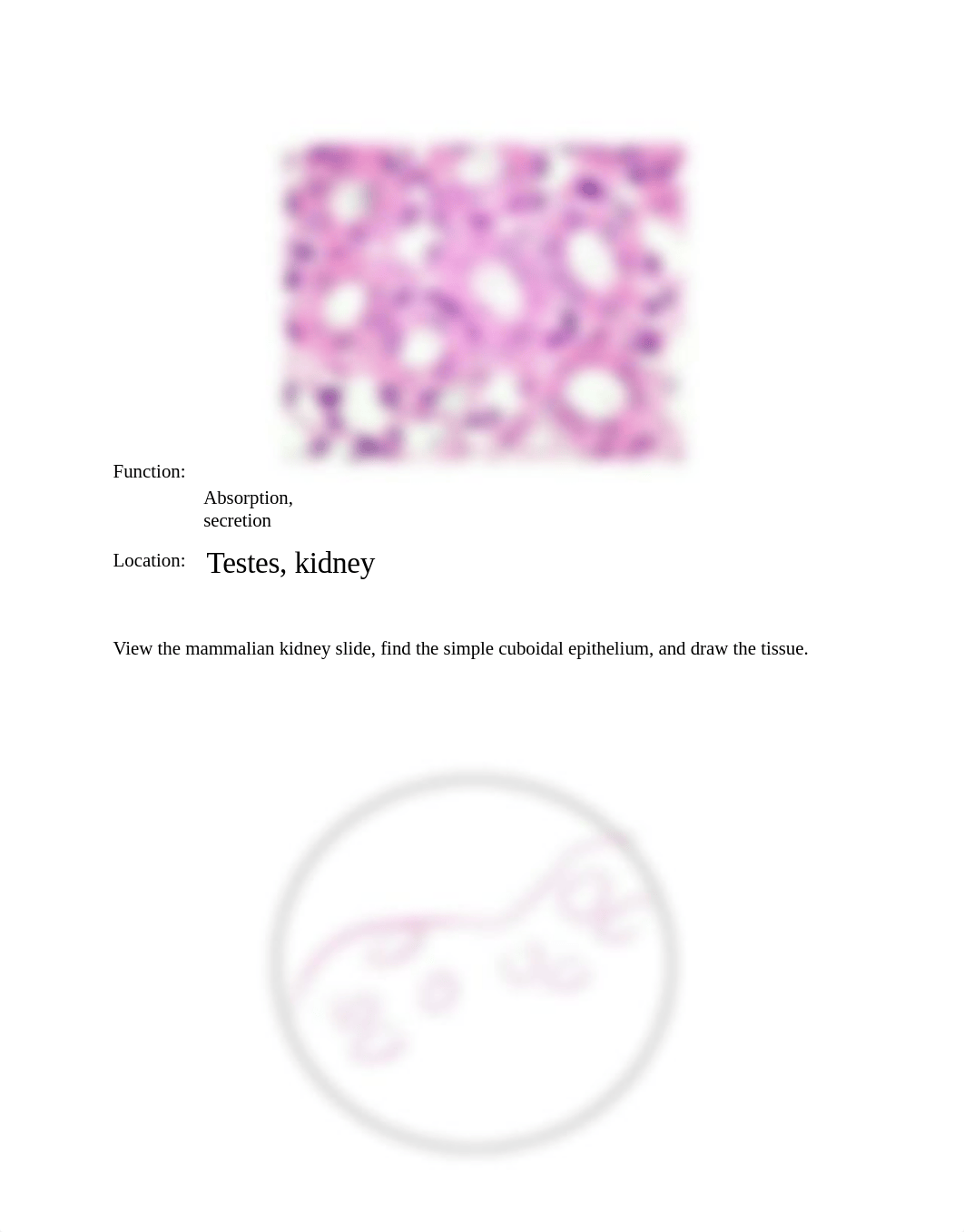 Lab 3 Lab Report Epithelial and Muscle Tissue.pdf_de4rc73arw1_page3