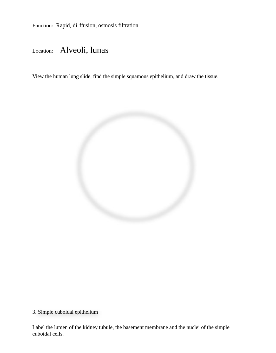 Lab 3 Lab Report Epithelial and Muscle Tissue.pdf_de4rc73arw1_page2