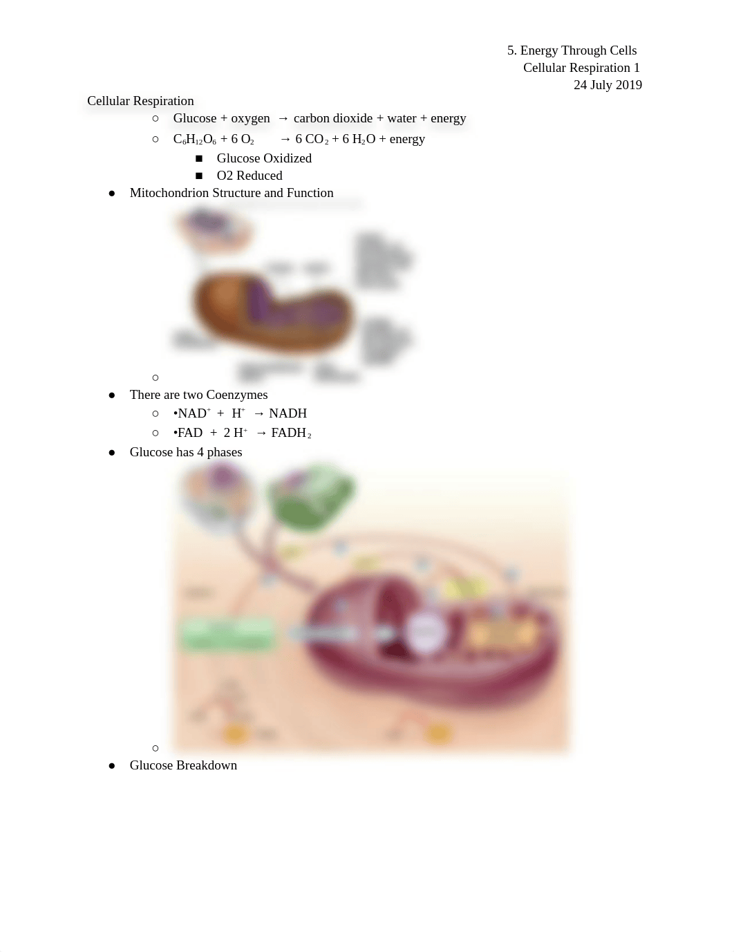 Bio 111 Cellular Respiration Notes_de4rg31otd5_page1