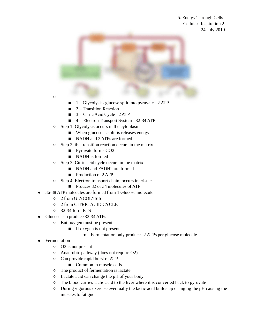 Bio 111 Cellular Respiration Notes_de4rg31otd5_page2