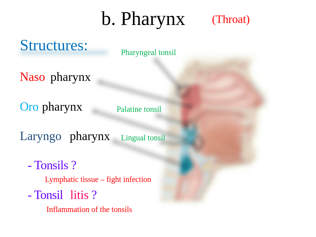 BIOL 130 ppt Exam 4 review.pptx_de62ihypr0n_page5