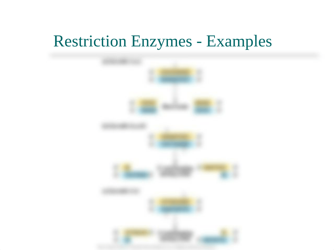 Lab 7 Restriction Digests Gel Electrophoresis Bio61 F2018.ppt_de78a1id0f9_page5