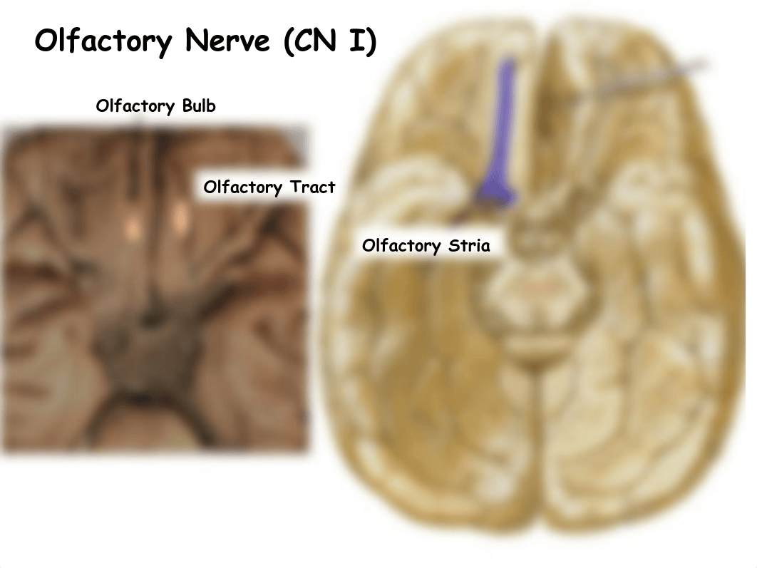 Welke.Cranial_Nerves_Nuclei_&amp;_Internal_Pathways.311_de82l4vnqdd_page5