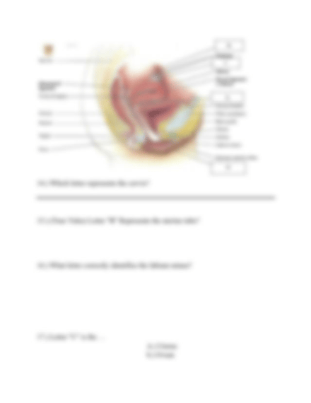 Lab Quiz Reproductive Anatomy and Physiology II.docx_de8dp935fyn_page4