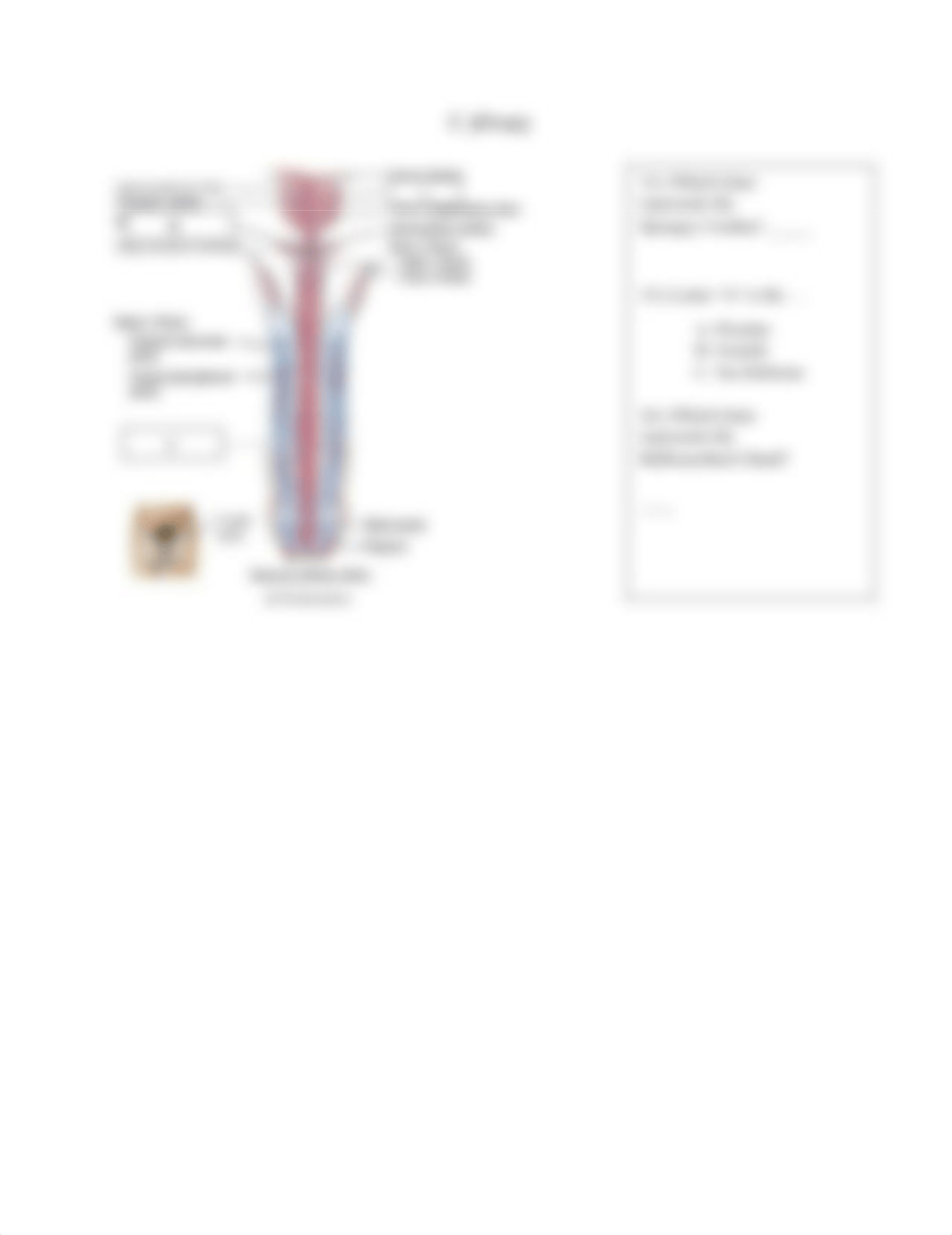 Lab Quiz Reproductive Anatomy and Physiology II.docx_de8dp935fyn_page5