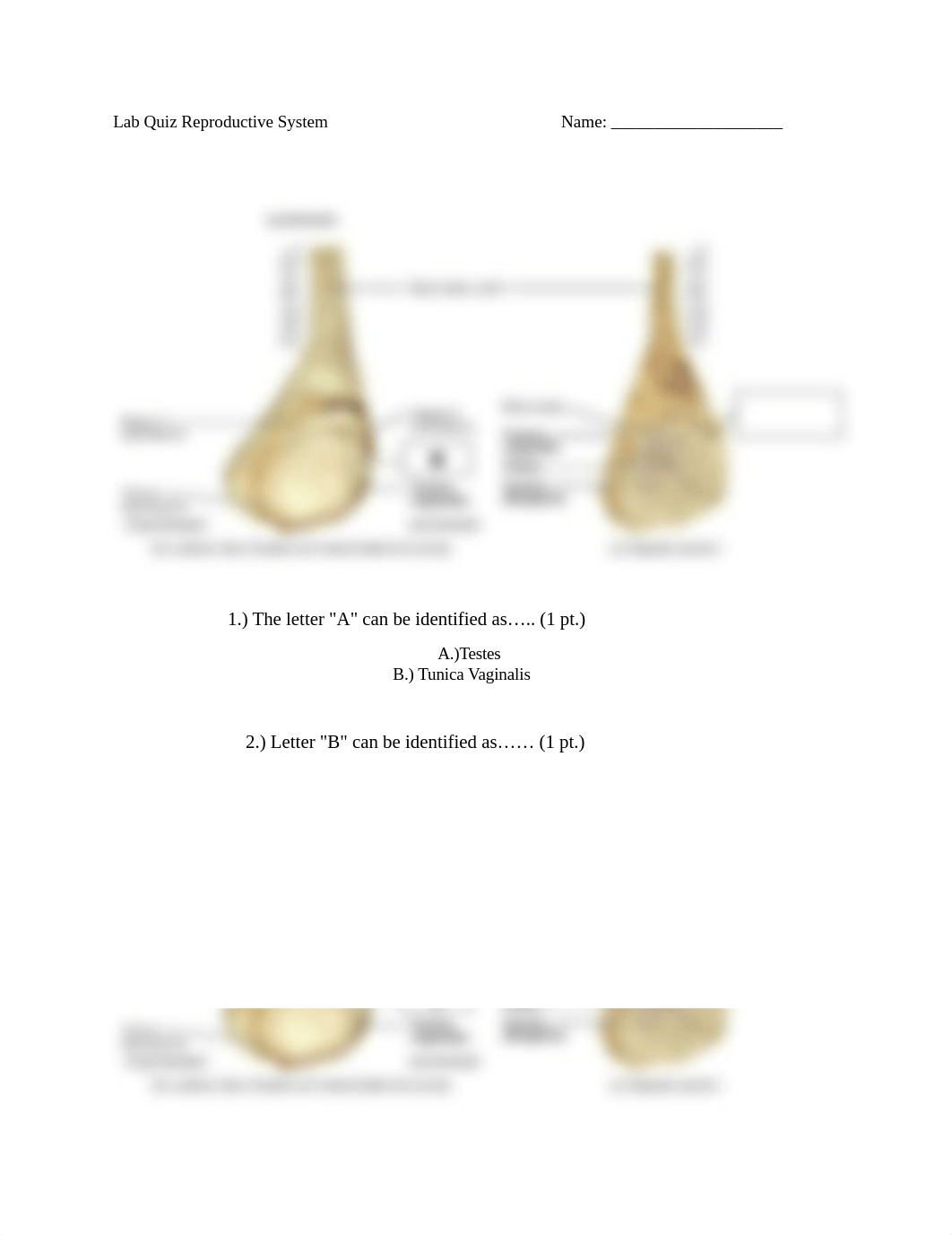 Lab Quiz Reproductive Anatomy and Physiology II.docx_de8dp935fyn_page1