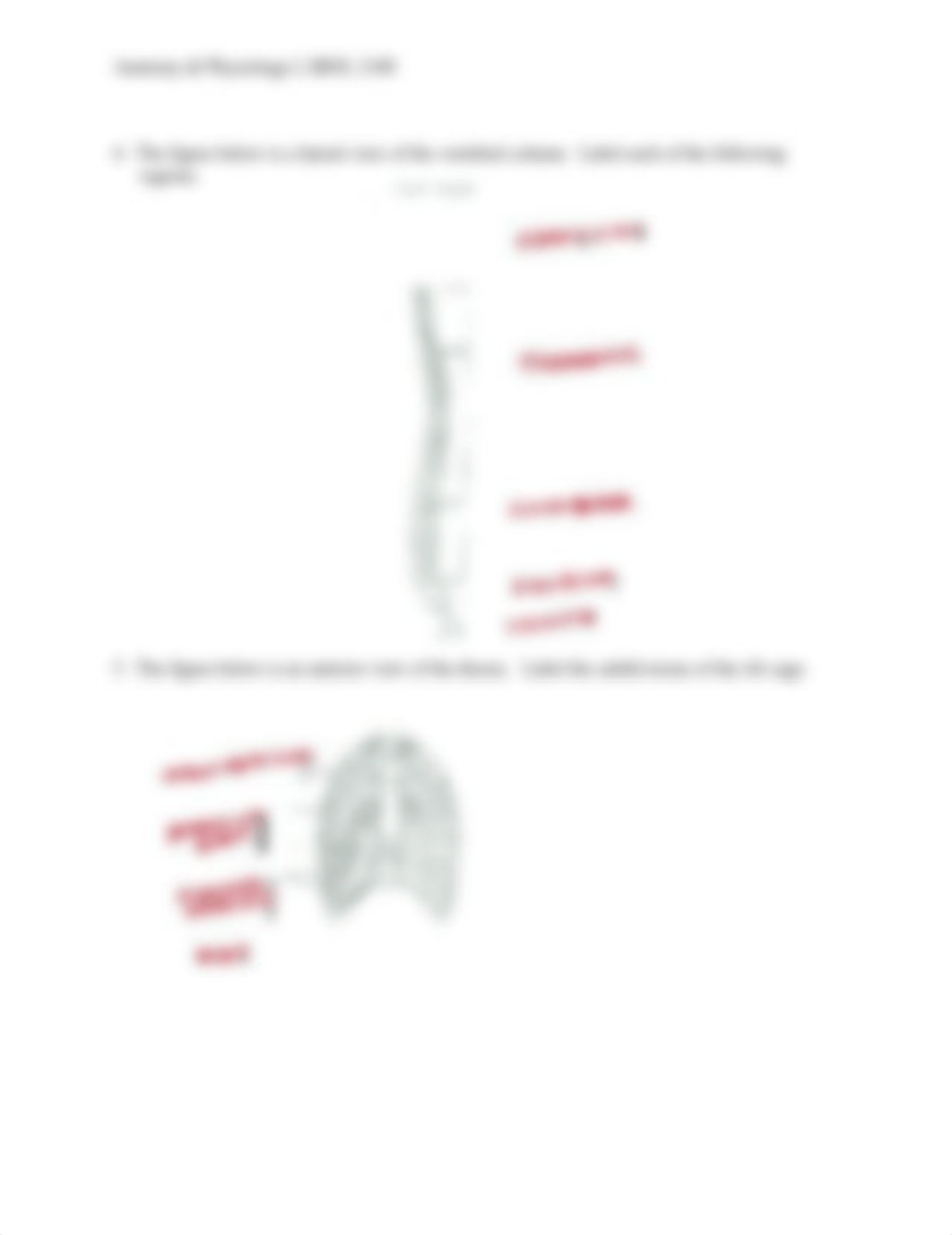 Chapter 6 Bone Lab.docx_de8k08in6qo_page3