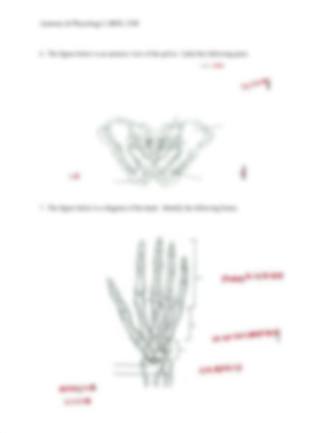 Chapter 6 Bone Lab.docx_de8k08in6qo_page4