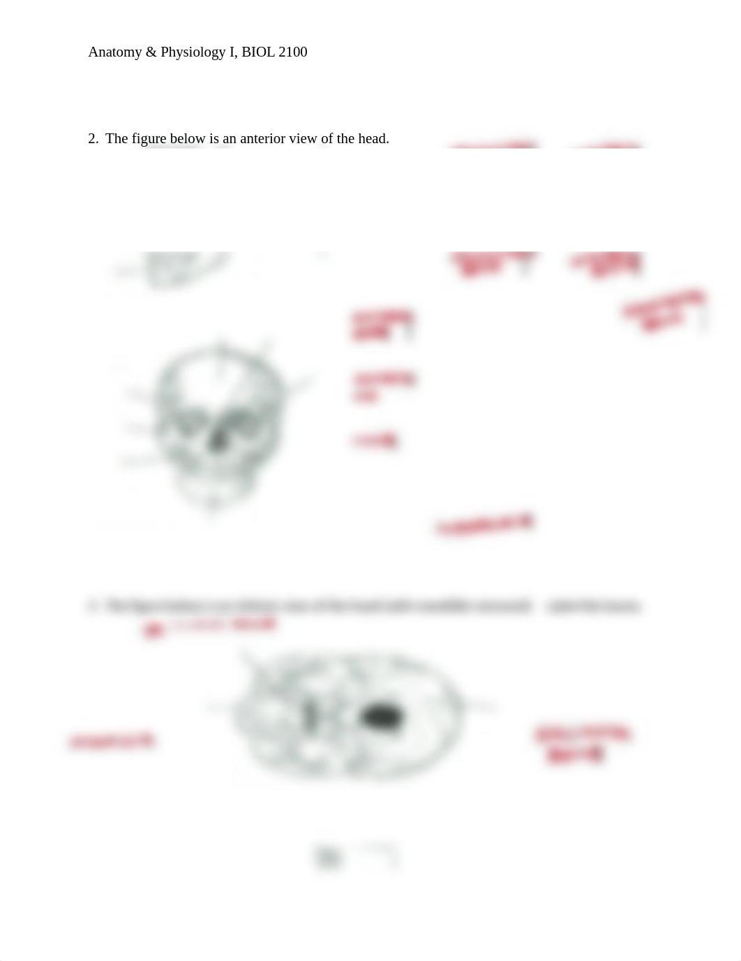 Chapter 6 Bone Lab.docx_de8k08in6qo_page2