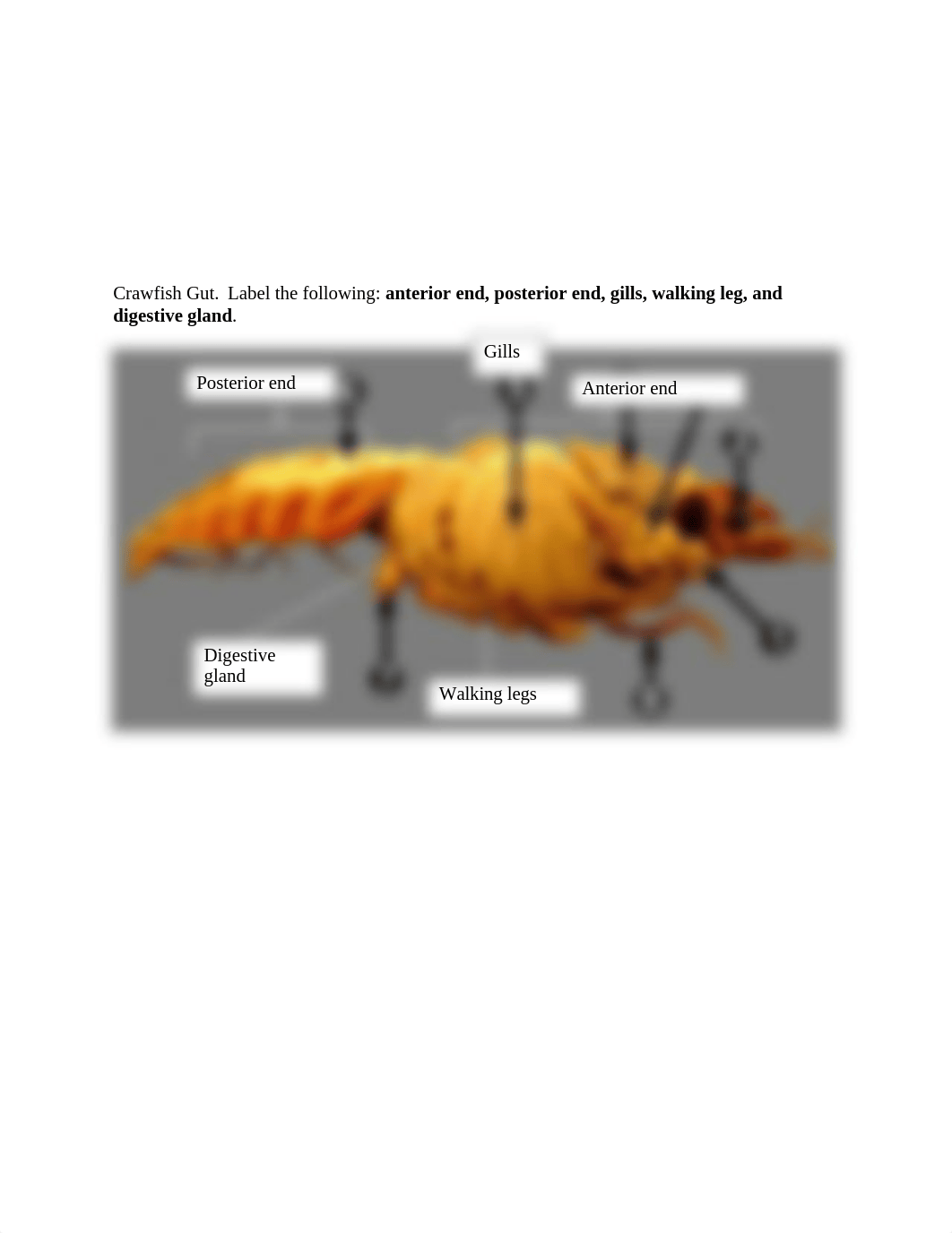 Invertebrates Worksheet 2.docx_de8kidouj7q_page2