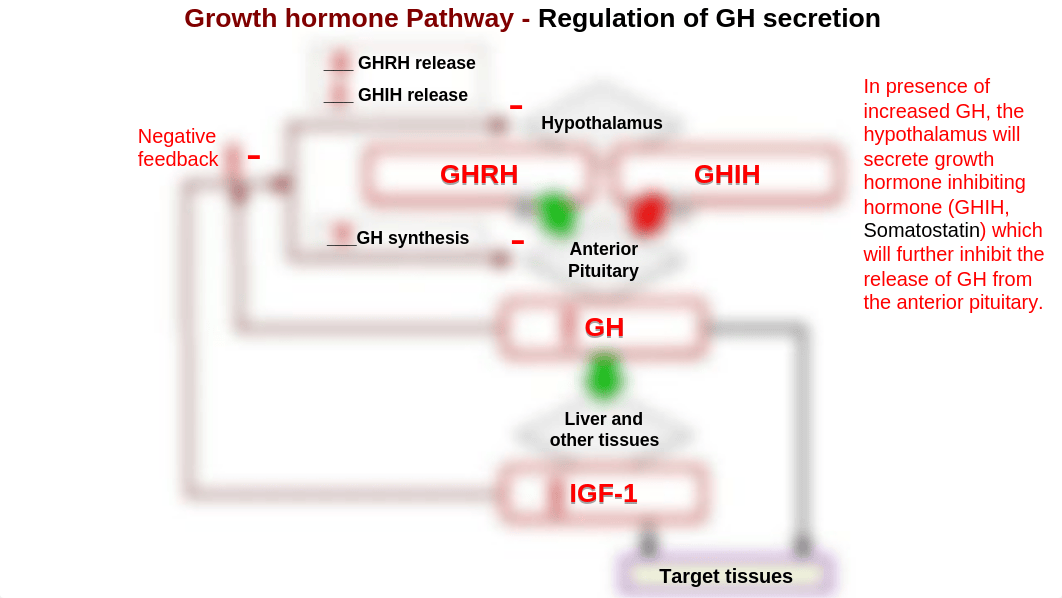 1.3 Endocrine 1-3 OL.pptx_de91fklyusv_page2