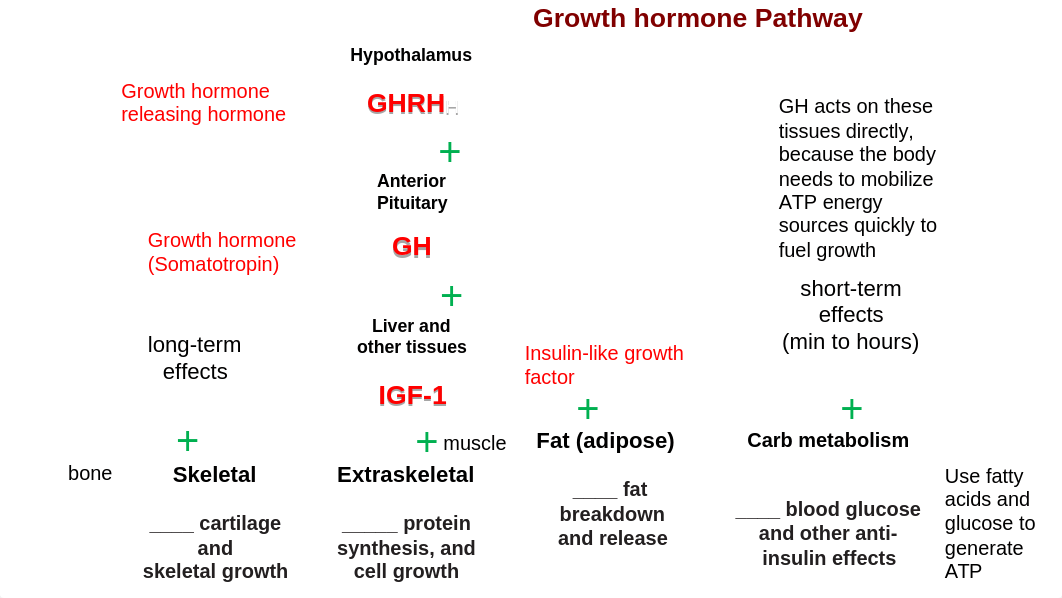 1.3 Endocrine 1-3 OL.pptx_de91fklyusv_page1