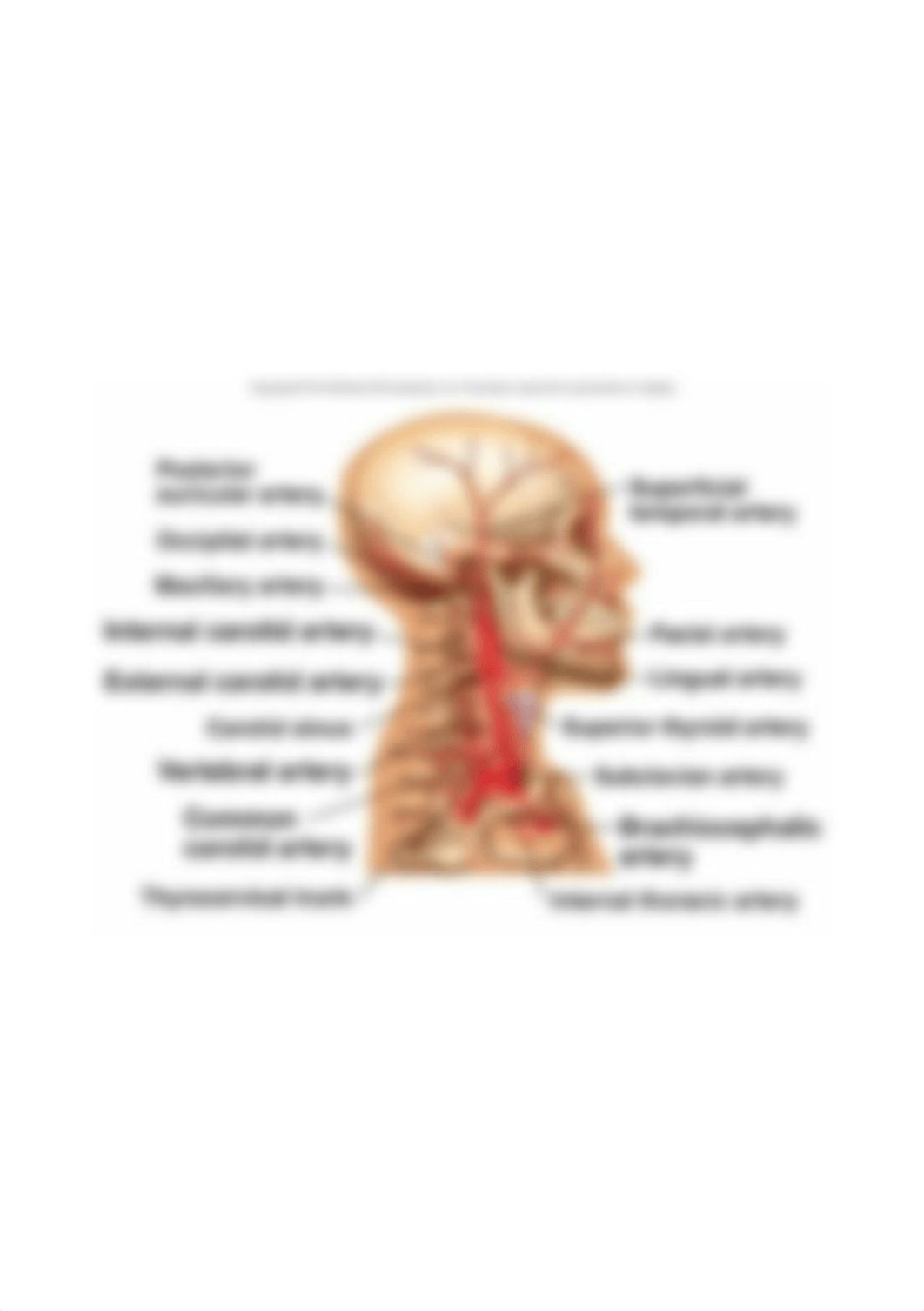 Arteries of the head and neck, right aspect.jpg_de9b478geax_page1