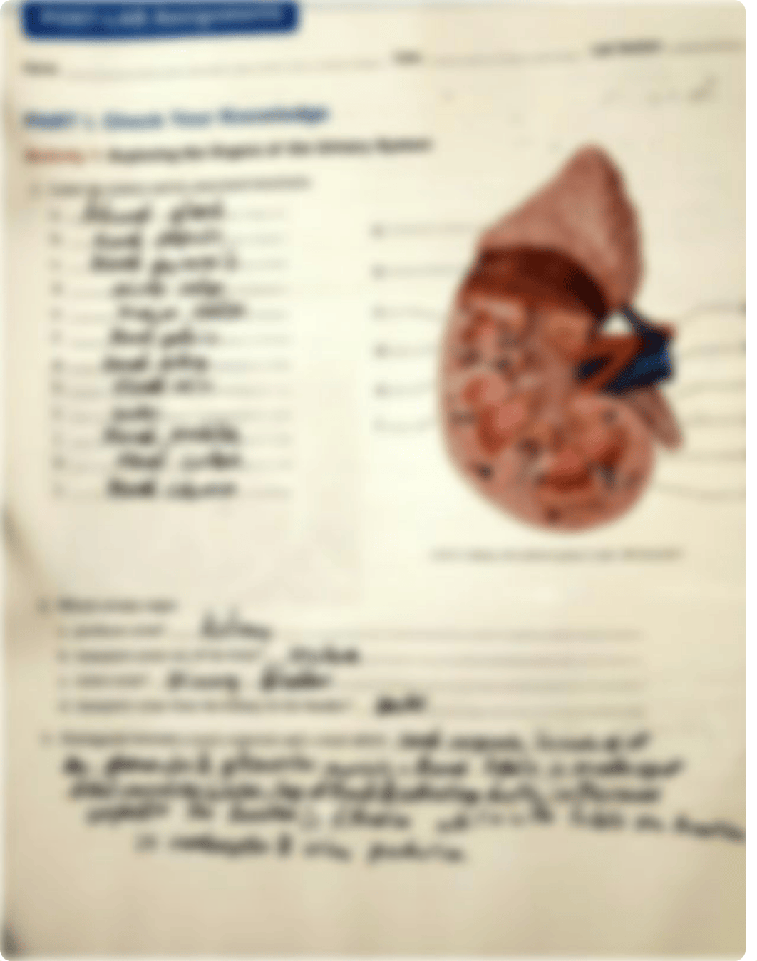 Unit 29 Post-Lab.pdf_de9sg7l4abj_page1