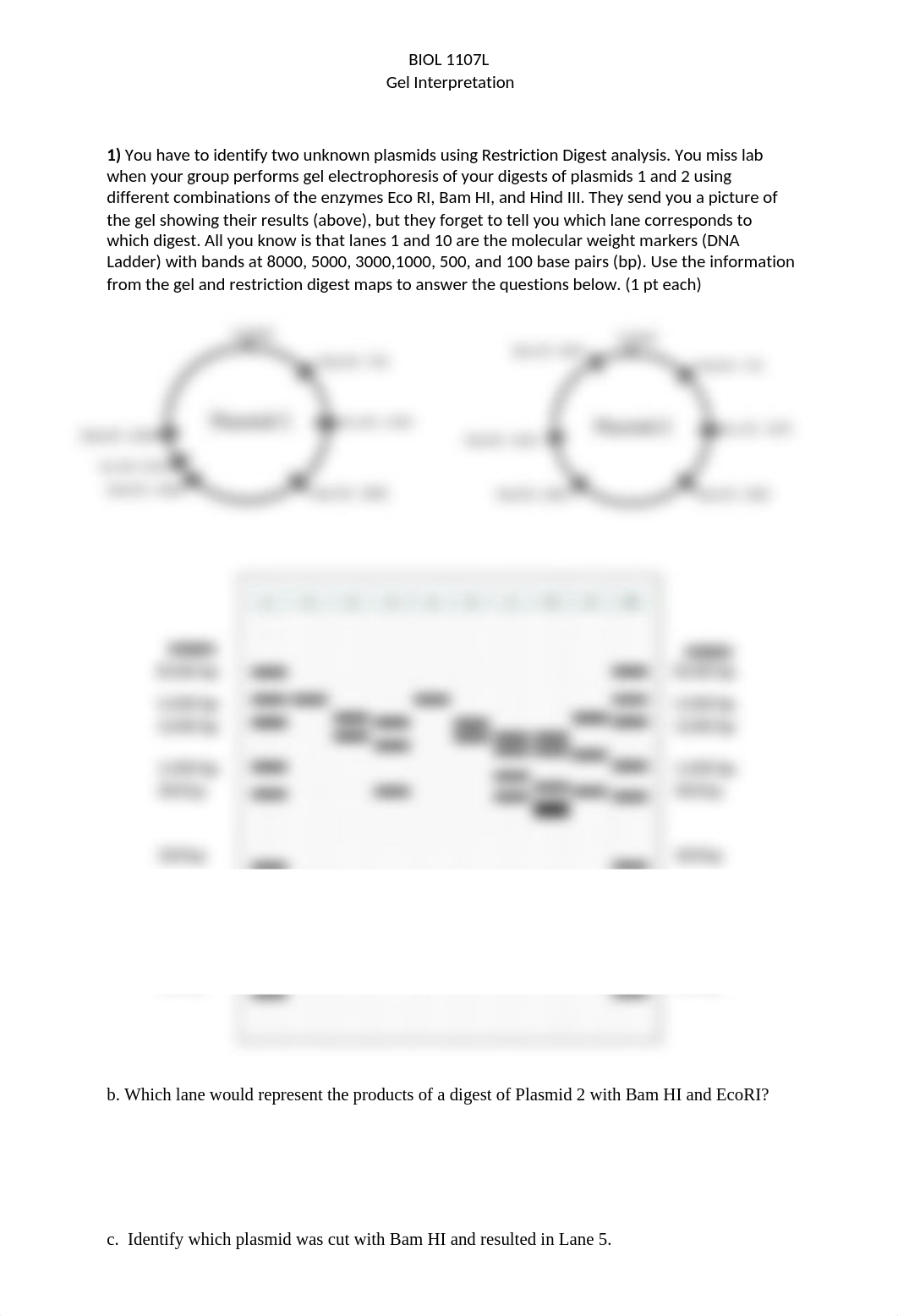 BIOL 1107L Gel Interpretation.docx_de9v89v6tut_page1