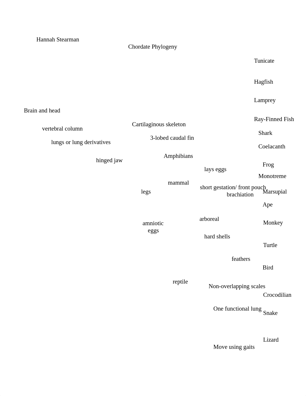 Chordate Phylogeny.docx_deanrpwypwg_page1