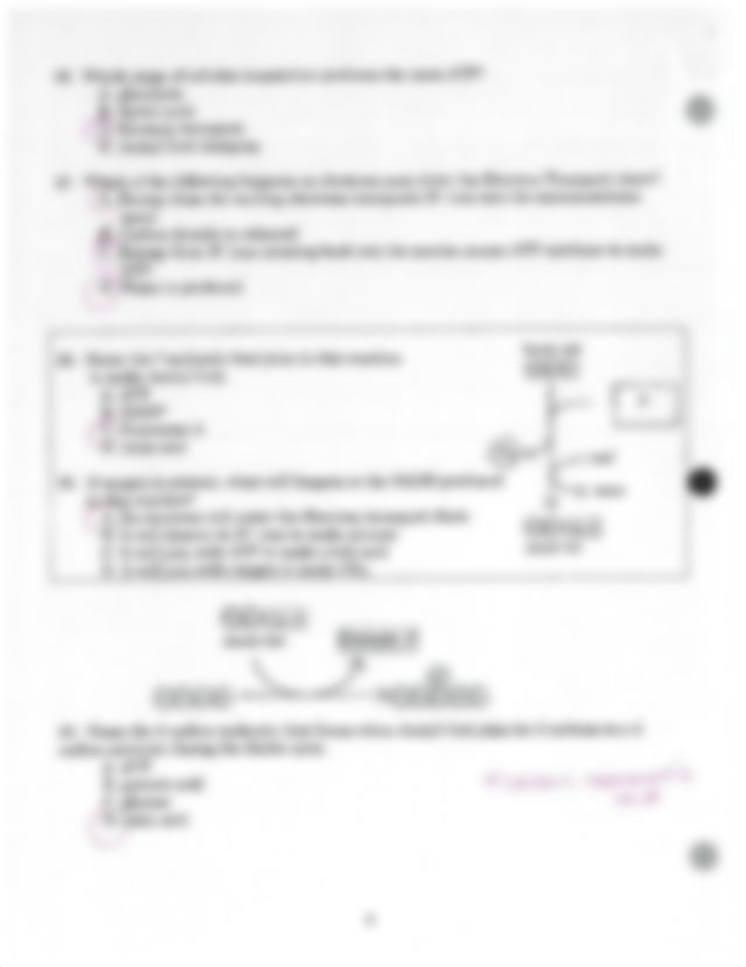 Cellular Respiration WKSHT_deb1wyl3j99_page4