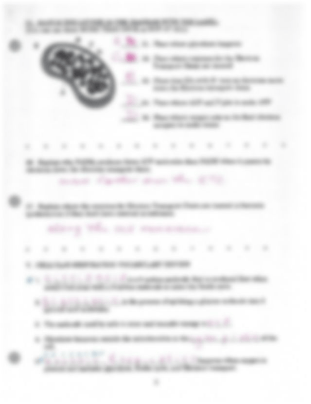 Cellular Respiration WKSHT_deb1wyl3j99_page5