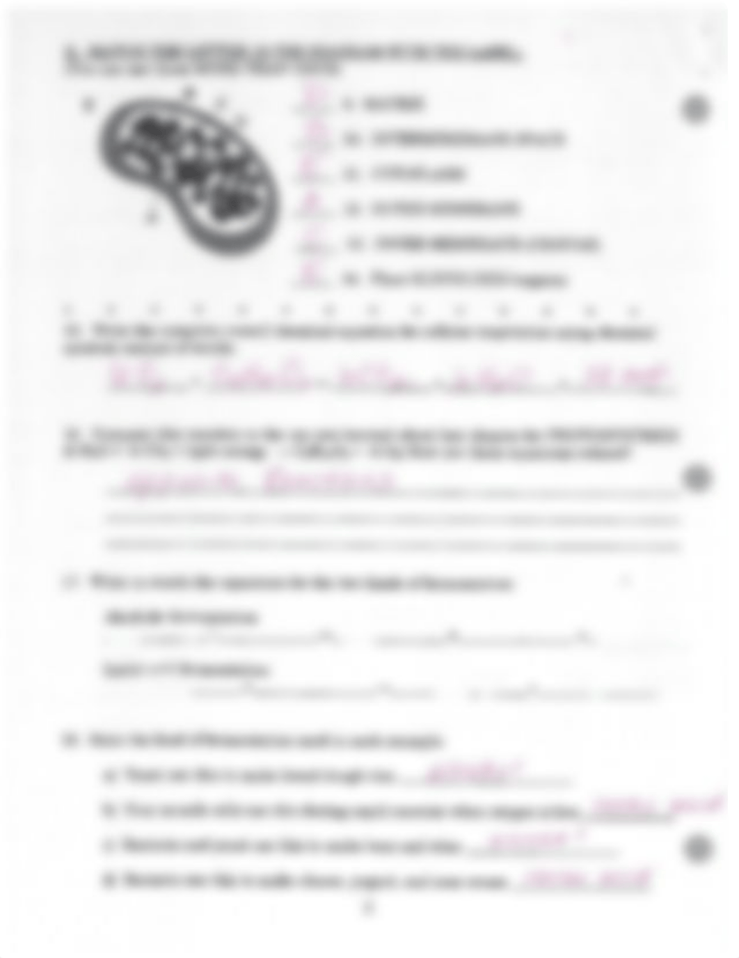 Cellular Respiration WKSHT_deb1wyl3j99_page2