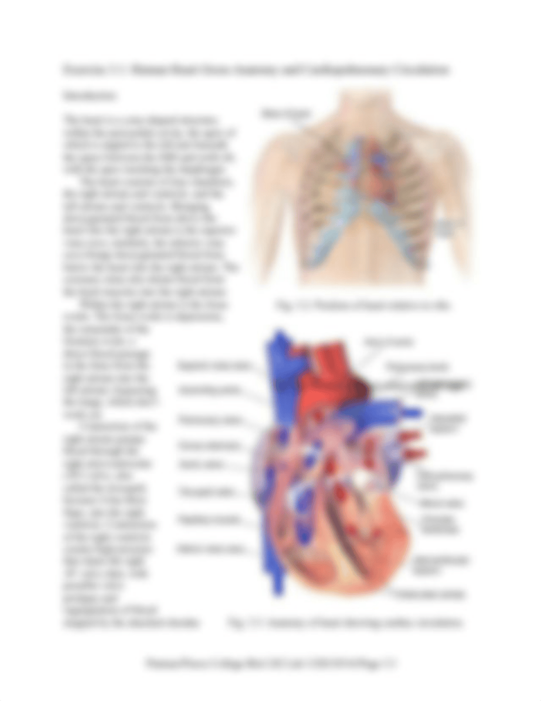 242 Lab 03b Heart Anatomy HO 20210316 (1).pdf_deb360fdas8_page3