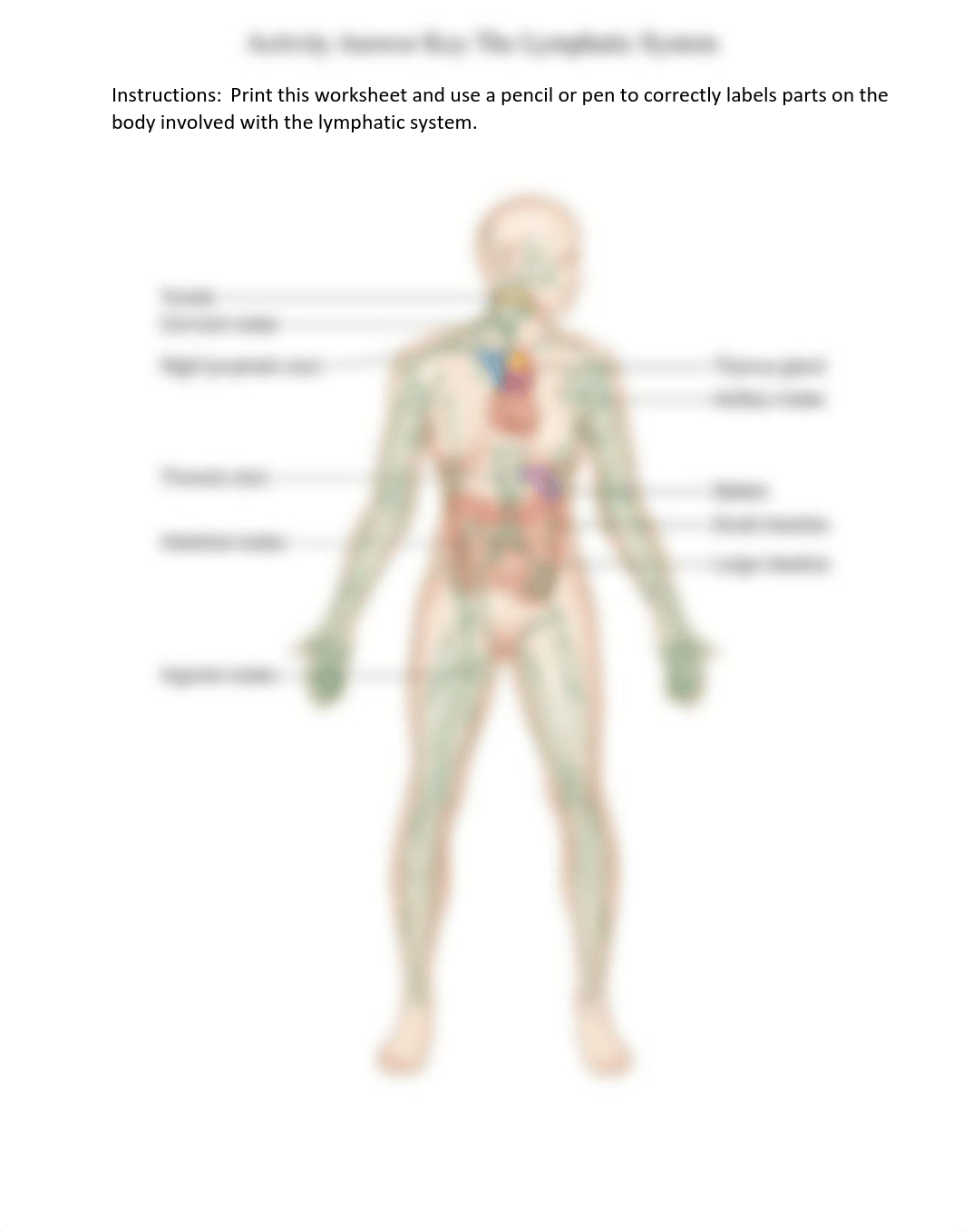 Activity Answer Key The Lymphatic System_decdifou1tt_page1