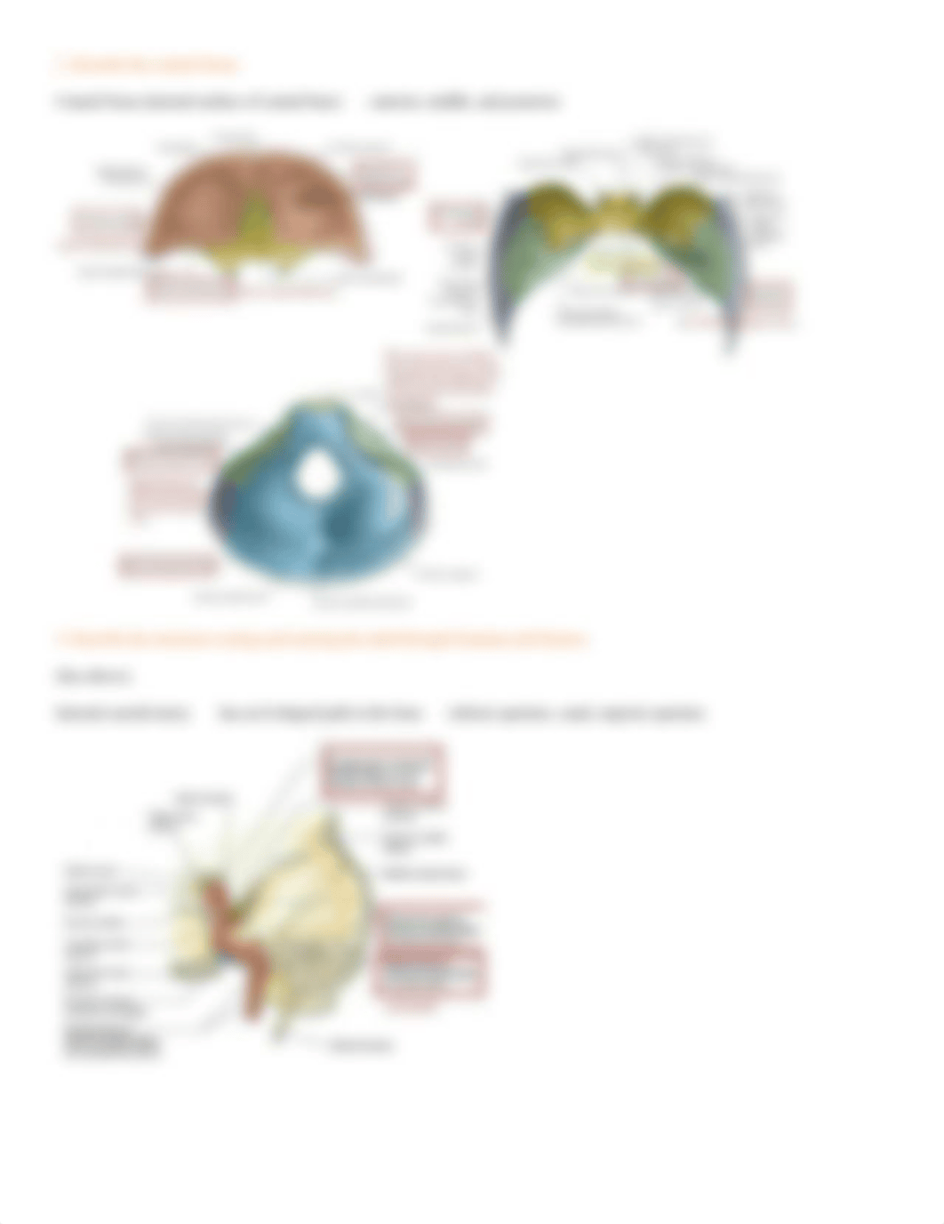 Skull and Cranial Fossa.pdf_decomypf0lc_page3