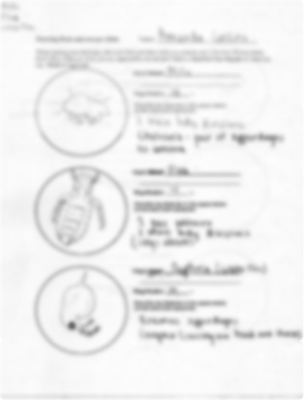 Animal Diversity of Crustaceans_decwhis3pym_page1