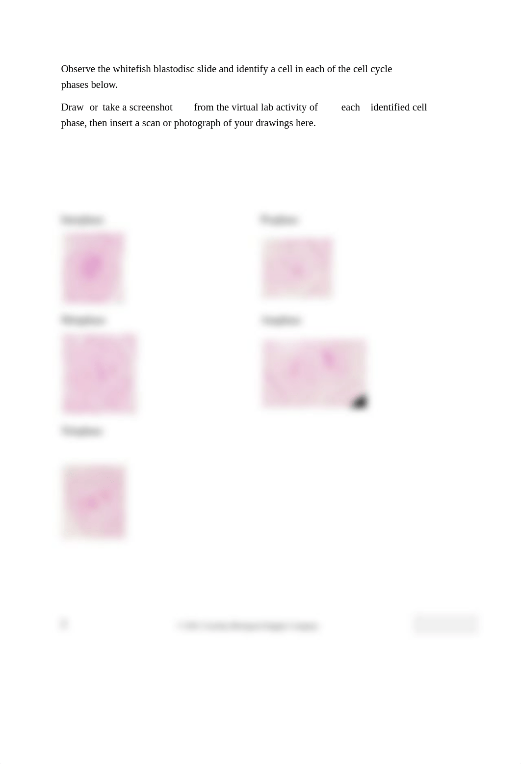 580124VIRT Cell Cycle and Mitosis - Lab Report.pdf_dedbpumbnss_page3