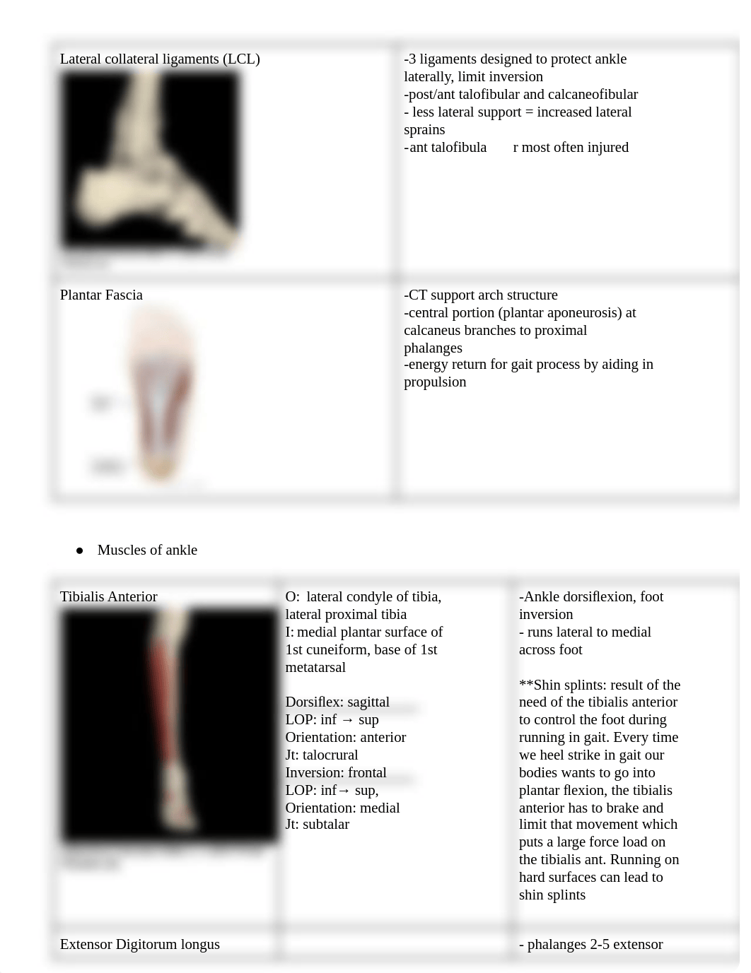 Kinesiology Study Guide.pdf_dee49w3se1y_page3