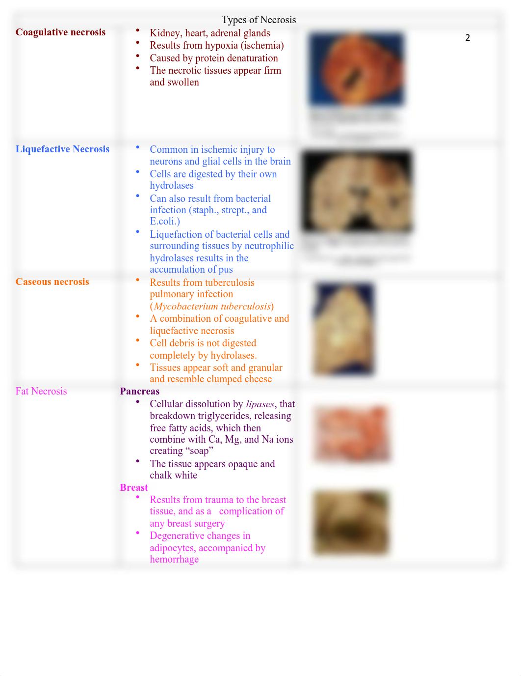 GNRS515 Advanced Pathophysiology Study Guide Complete.pdf_dee8xj11k0l_page2