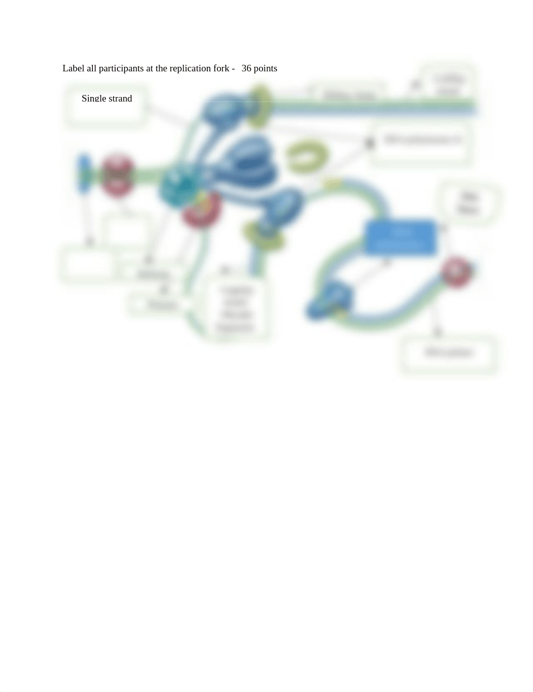 DNA REPLICATION WORKSHEET done.pdf_defkrq4ux2w_page1