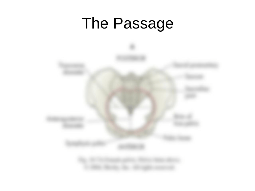 Mat - CY Week 6 - Fetal Assessment - Labor and Birth_defzqsrw3cj_page3