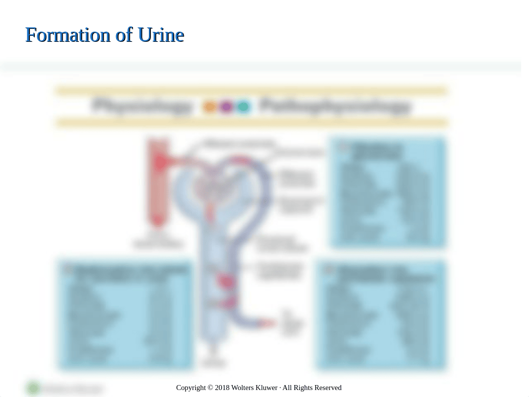 Chapter_53_Assessment_of_Kidney_and_Urinary_Function_-_students.ppt_degcg8jdq52_page4