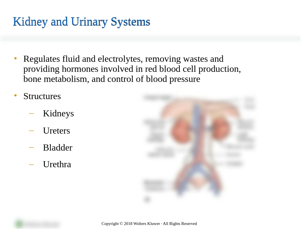 Chapter_53_Assessment_of_Kidney_and_Urinary_Function_-_students.ppt_degcg8jdq52_page2