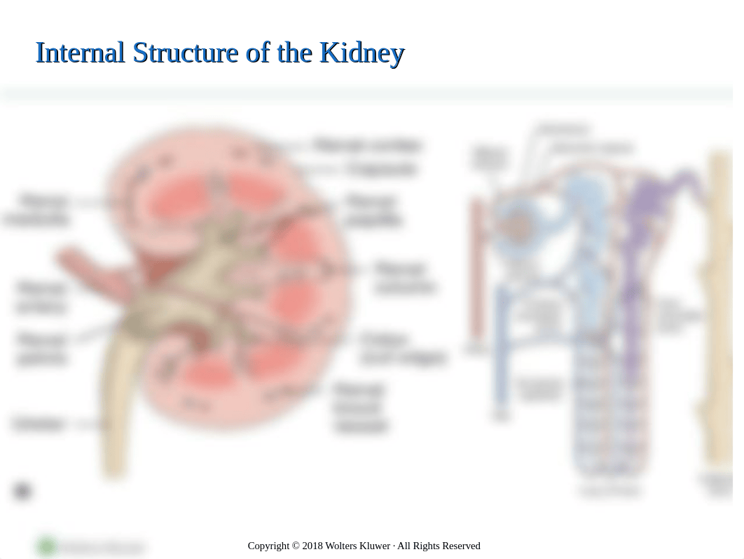 Chapter_53_Assessment_of_Kidney_and_Urinary_Function_-_students.ppt_degcg8jdq52_page3